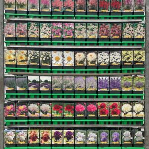 Vaste plants mixkar Vaste plants mix CC 3 P11
(10 Plants/Order)(11cmP 25cmH)