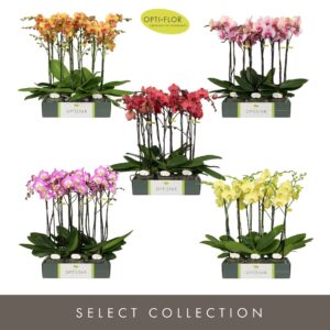 Phalaenopsis other Optistar Diversen 2 spike 60 cm
(6 Plants/Order)(12cmP 60cmH)