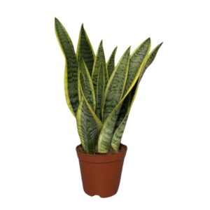 Sansevieria Laurentii Sansevieria laurentii Terracotta
(10 Plants/Order)(12cmP 45cmH)