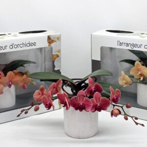 Phalaenopsis other orange (meerder L'arrangeur D'orchidee orange (GROEN)
(1 Plants/Order)(12cmP 35cmH)