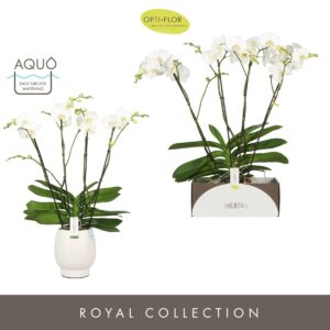 Phalaenopsis white more Ripsen Theatro Classico 4 spike in Abruzzo White Aquo
(2 Plants/Order)(17cmP 85cmH)