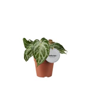Anthurium Leaf Anthurium Silver Blush MINT
(10 Plants/Order)(12cmP 25cmH)