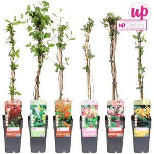 Lonicera Lonicera mix tray P15
(10 Plants/Order)(15cmP 65cmH)