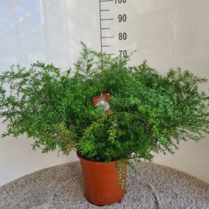 Asparagus Cwebe Asparagus densiflorus cwebe
(1 Plants/Order)(27cmP 65cmH)