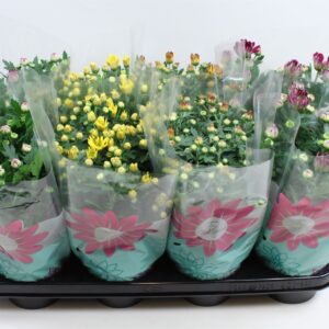 Chrysanthemum Indicum Chrysanthemum Specials mixed Stadium 1
(8 Plants/Order)(14cmP 27cmH)