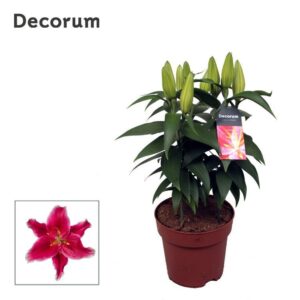 Lilium Starlight Express Lilium OR Starlight Express 17cm
(6 Plants/Order)(17cmP 50cmH)