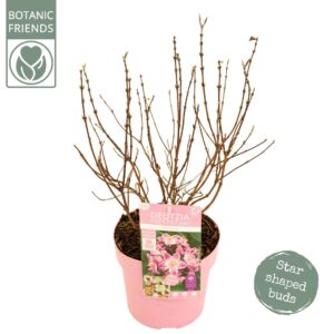 Deutzia Deutzia Prettistars 'Pink Cloud'
(3 Plants/Order)(19cmP 40cmH)