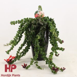 Aeschynanthus Bluster Aeschynanthus krul Ceramics black
(3 Plants/Order)(15cmP 35cmH)