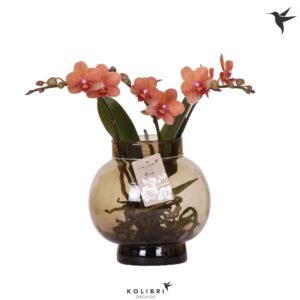 Phalaenopsis other orange (meerder Kolibri Orchids Phalaenopsis Roots orange in Glas bowl brown
(4 Plants/Order)(16cmP 50cmH)