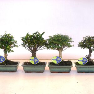 Bonsai Bonsai mix, indoor, 20cm., broom, without drip tray
(6 Plants/Order)(20cmP 30cmH)