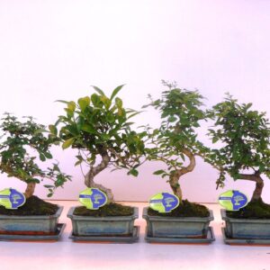Bonsai Bonsai mix, indoor, 20cm., shape, with drip tray
(6 Plants/Order)(20cmP 35cmH)