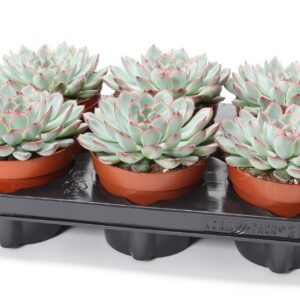 Echeveria pulidonis Sky Pearl Echeveria sky pearl 12
(6 Plants/Order)(12cmP 15cmH)