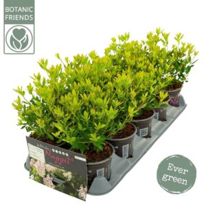 Rhododendron Rhododendron 'Bloombux' Pink
(10 Plants/Order)(10.5cmP 25cmH)