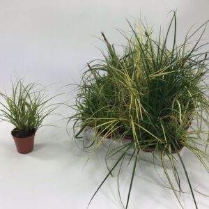 Carex mix Carex mix p5,5
(20 Plants/Order)(5cmP 15cmH)