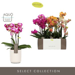 Phalaenopsis Multiflora Exclusivo mix 3 spike in Molise White Aquo
(6 Plants/Order)(12cmP 45cmH)