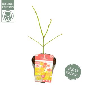 Acer shirasawanum Acer shirasawanum 'Moonrise' ®
(6 Plants/Order)(15cmP 45cmH)