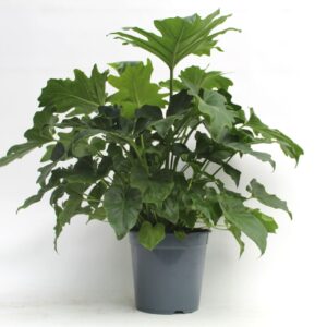 Philodendron Philodendron Selloum
(1 Plants/Order)(21cmP 85cmH)