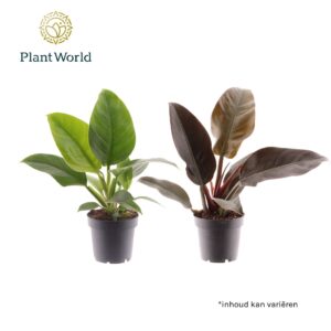 Philodendron Philodendron mix Imperial Green & Red
(6 Plants/Order)(14cmP 35cmH)