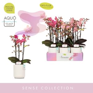 Phalaenopsis Multiflora Aromio mix 3 spike in Molise White Aquo
(12 Plants/Order)(12cmP 35cmH)