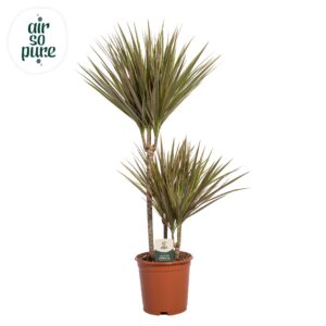 Dracaena Bicolor Dracaena Bicolor p21, 45+15+10 (Air so Pure)
(1 Plants/Order)(21cmP 90cmH)