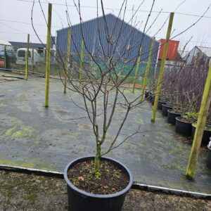 Acer palmatum Osakazuki Acer palmatum 'Osakazuki'
(1 Plants/Order)(59cmP 160cmH)