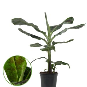 Musa Dwarf Cavendish Musa Dwarf Cavendish
(1 Plants/Order)(21cmP 75cmH)