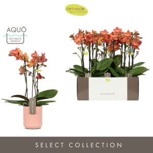 Phalaenopsis Multiflora Exclusivo Eos 3 spike in Molise Salmon Aquo
(6 Plants/Order)(12cmP 45cmH)