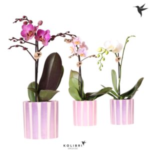 Phalaenopsis Multiflora Kolibri Orchids Phalaenopsis mix 1 spike in Painted Stripe pink
(8 Plants/Order)(9cmP 40cmH)