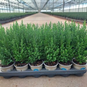 Chamaecyparis law. 'Ellwoodii Chamaecyparis lawsoniana 'Ellwoodii'
(24 Plants/Order)(9cmP 32cmH)