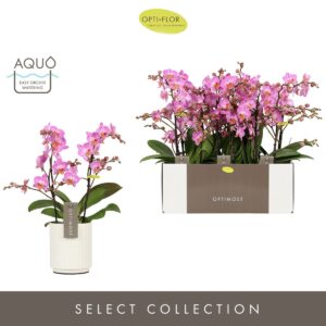 Phalaenopsis Multifl. typ Honeybee Optimost Honeybee 2 spike in Molise White Aquo
(6 Plants/Order)(12cmP 45cmH)