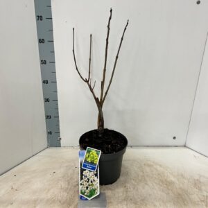 Catalpa Aurea Catalpa bignon. 'Aurea'
(1 Plants/Order)(23cmP 65cmH)