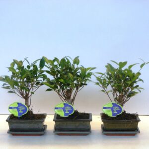Bonsai dwergvorm loofhout Ficus retusa, 15cm., broom, with drip tray
(10 Plants/Order)(15cmP 25cmH)