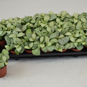 Fittonia Mosaic Snow Anne FITTONIA SNOW ANNE 8,5 CM
(21 Plants/Order)(8.5cmP 12cmH)