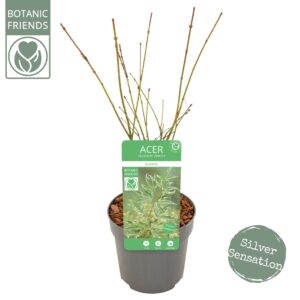 Acer palmatum Butterfly Acer palm. 'Butterfly'
(12 Plants/Order)(10cmP 40cmH)