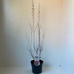 Tamarix ramosissima Pink Cascade Tamarix ramosissima 'Pink Cascade'
(1 Plants/Order)(19cmP 60cmH)