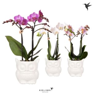 Phalaenopsis mixed 2 spike in Owl Pot white
(6 Plants/Order)(9cmP 40cmH)