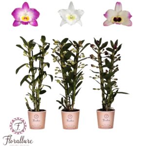 Dendrobium nobile mixed Dendrobium Nobile mix 2 stam 16+ receme Florallure
(6 Plants/Order)(12cmP 50cmH)