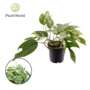 Epipremnum pinnatum Epipremnum Marble king
(14 Plants/Order)(12cmP 999cmH)