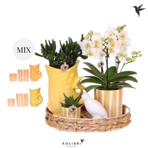 Arrangement Phalaenopsis Kolibri Gift Set Mediterranean Sunset yellow orange mix
(1 Plants/Order)(30cmP 40cmH)