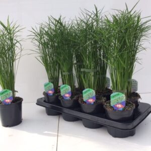 Cyperus Jela Cyperus 'Jela'
(12 Plants/Order)(12cmP 45cmH)
