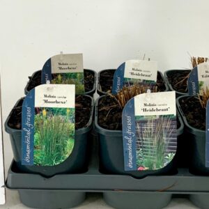 Molinia caerulea Molinia mix V2
(6 Plants/Order)(17cmP 40cmH)