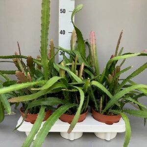 Epiphyllum epiphyllum red tip
(8 Plants/Order)(12cmP 20cmH)