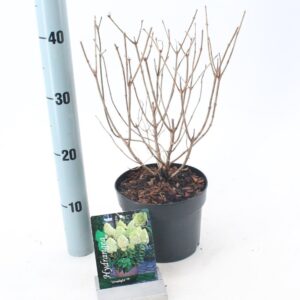 Hydrangea paniculata Limelight Hydrangea pan. ‘Limelight’® PBR
(1 Plants/Order)(17cmP 45cmH)