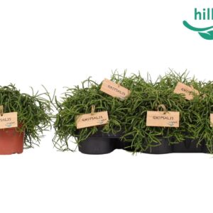 Rhipsalis baccifera 'Oasis' Rhipsalis bacci. Oasis 10,5 cm
(8 Plants/Order)(10.5cmP 15cmH)