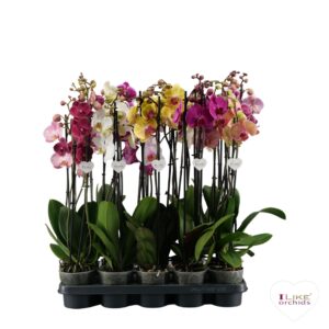Phalaenopsis mixed Phalaenopsis I-Like mix - 3 spike 60cm
(10 Plants/Order)(12cmP 55cmH)