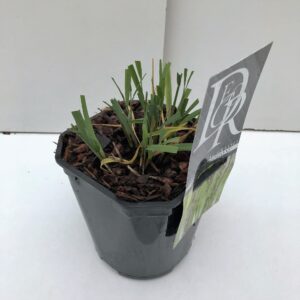 Molinia caerulea Molinia 'Moorhexe'
(6 Plants/Order)(17cmP 30cmH)