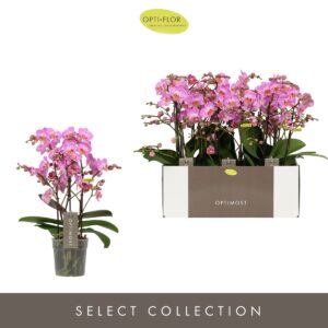 Phalaenopsis Multifl. typ Honeybee Optimost Honeybee 3 spike
(10 Plants/Order)(12cmP 45cmH)