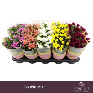 Chrysanthemum Indicum Chrysanthemum Double mix
(10 Plants/Order)(12cmP 26cmH)