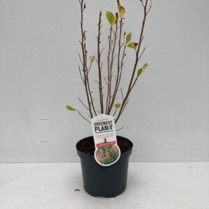 Clethra alnifolia Clethra alnifolia 'Ruby Spice'
(3 Plants/Order)(19cmP 60cmH)