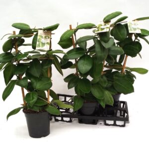 Hoya Stargazer Hoya Stargazer Rack 17 cm
(1 Plants/Order)(17cmP 70cmH)